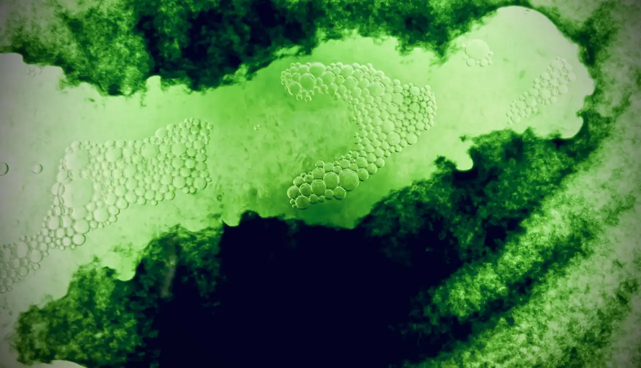 Journal of Wild Culture